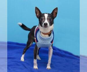 Chihuahua Dogs for adoption in Parma, OH, USA