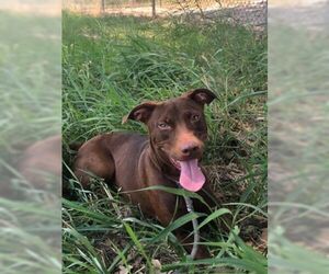 Doberman Pinscher-Labrador Retriever Mix Dogs for adoption in Pleasanton, TX, USA