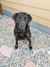 Lab-Pointer Dogs for adoption in Denver, CO, USA