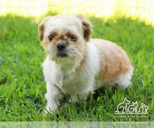 Shih Tzu Dogs for adoption in Irvine, CA, USA
