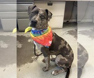 Catahoula Leopard Dog Dogs for adoption in Stockton, CA, USA