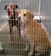Golden Labrador Dogs for adoption in Terre Haute, IN, USA