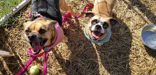 Puggle Dogs for adoption in Parma, OH, USA
