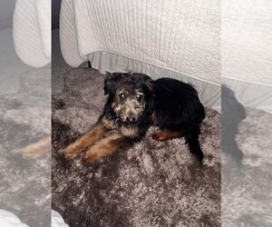 Mutt Dogs for adoption in Evansville, IN, USA