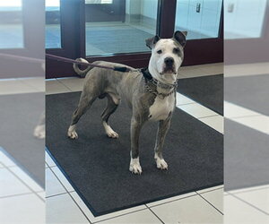 American Pit Bull Terrier Dogs for adoption in Derwood, MD, USA