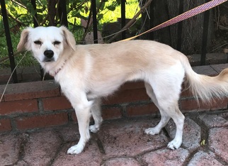 Beagle-Chihuahua Mix Dogs for adoption in Petaluma, CA, USA