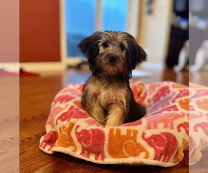 Havanese Dogs for adoption in Wheaton, IL, USA