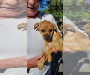 Puggle Dogs for adoption in Buckeye, AZ, USA