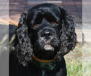 Cocker Spaniel Dogs for adoption in Chesapeake City, MD, USA
