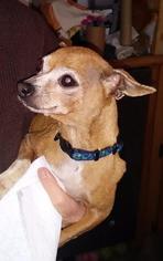 Chihuahua Dogs for adoption in Chicopee, MA, USA