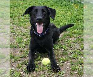Shepradors Dogs for adoption in Shaftsbury, VT, USA
