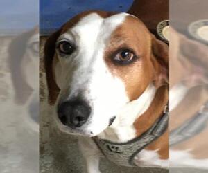 Bogle Dogs for adoption in Fort Walton Beach, FL, USA