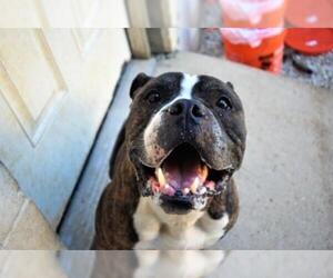 Bulldog Dogs for adoption in Manchester, MO, USA