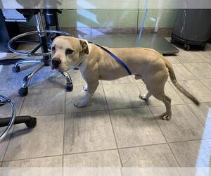 American Bulldog-Unknown Mix Dogs for adoption in Grand Prairie, TX, USA