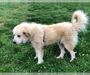 Golden Pyrenees Dogs for adoption in Attalka, AL, USA