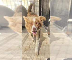 Mutt Dogs for adoption in San Andreas, CA, USA