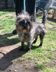 Cairn Terrier Dogs for adoption in Calverton, NY, USA