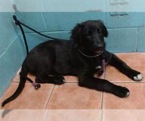 German Shepherd Dog-Unknown Mix Dogs for adoption in Downey, CA, USA