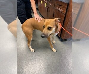 Labrador Retriever-Unknown Mix Dogs for adoption in Glen Allen, VA, USA