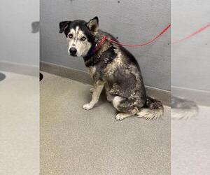 Siberian Husky-Unknown Mix Dogs for adoption in Las Vegas, NV, USA