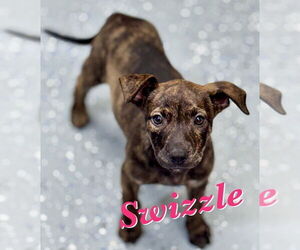 American Pit Bull Terrier-Labrador Retriever Mix Dogs for adoption in Lakewood, CO, USA