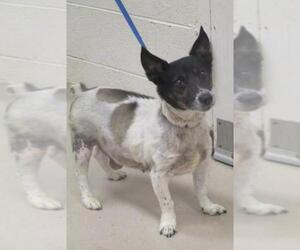 Jack Russell Terrier Dogs for adoption in Columbia, TN, USA