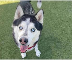 Siberian Husky Dogs for adoption in Martinez, CA, USA