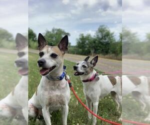 Rat Terrier Dogs for adoption in South Amana, IA, USA