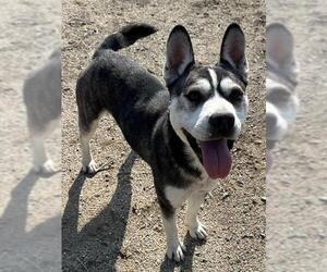 Siberian Husky-Unknown Mix Dogs for adoption in Riverside, CA, USA