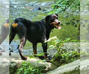 Rottweiler Dogs for adoption in Hillsboro, NH, USA