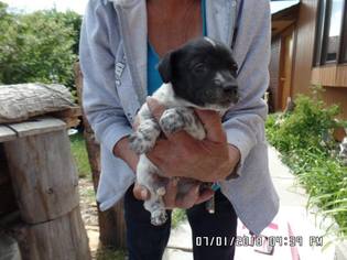 Border Collie Dogs for adoption in Cut Bank, MT, USA