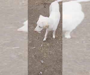 Labrador Retriever-Unknown Mix Dogs for adoption in San Antonio, TX, USA