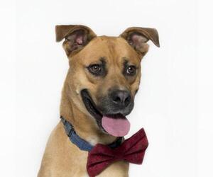 Staffordshire Bull Terrier-Unknown Mix Dogs for adoption in Santa Barbara, CA, USA