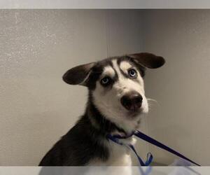 Alaskan Malamute-Unknown Mix Dogs for adoption in pomona, CA, USA