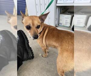 Chihuahua Dogs for adoption in Bakersfield, CA, USA
