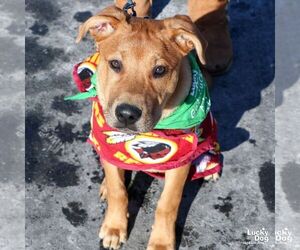 Retriever -Unknown Mix Dogs for adoption in Washington, DC, USA