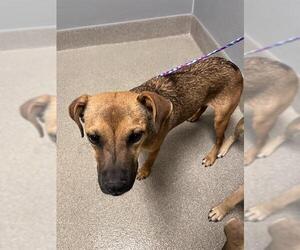 Mutt Dogs for adoption in Las Vegas, NV, USA