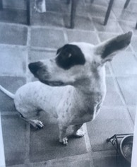 Medium Photo #1 Jack Russell Terrier Puppy For Sale in Santa Clarita, CA, USA