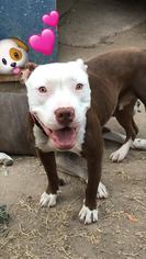 American Staffordshire Terrier Dogs for adoption in Los Banos, CA, USA