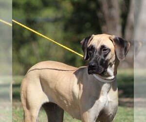 Great Dane-Mountain Cur Mix Dogs for adoption in Conway, AR, USA