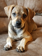 Puggle Dogs for adoption in House Springs, MO, USA