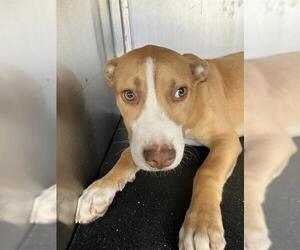 Labrador Retriever-Unknown Mix Dogs for adoption in Corpus Christi, TX, USA