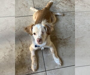 Chihuahua-Colonial Cocker Spaniel Mix Dogs for adoption in Corona, CA, USA