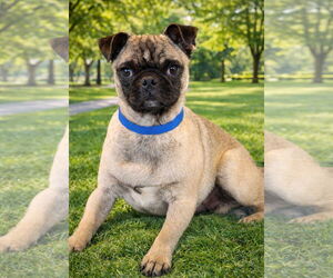 Pug Dogs for adoption in Bon Carbo, CO, USA