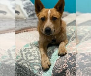 Mutt Dogs for adoption in vacaville, CA, USA