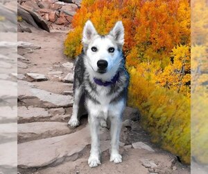 Siberian Husky Dogs for adoption in Aurora, CO, USA