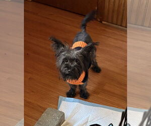 Cairn Terrier-Unknown Mix Dogs for adoption in Wheaton, IL, USA