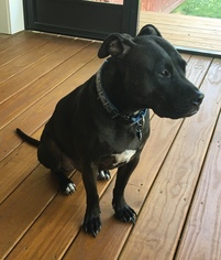 American Bulldog-Unknown Mix Dogs for adoption in Decatur, GA, USA