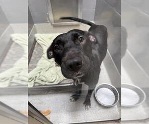 American Pit Bull Terrier-Unknown Mix Dogs for adoption in Alameda, CA, USA