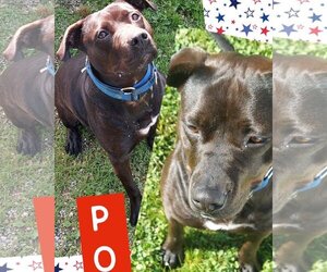 Rottweiler-American Pit Bull Terrier Dogs for adoption in Belleville, MI, USA